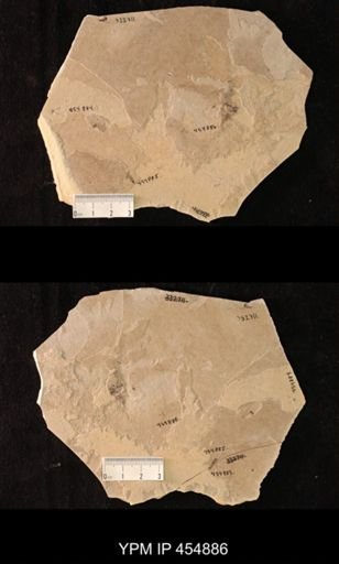 undet. Hymenoptera