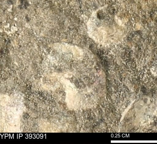 Scaphites sp.