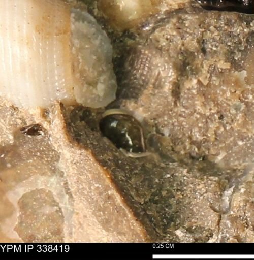 undet. Gastropoda