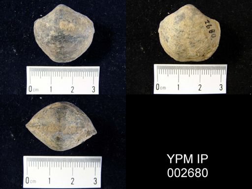 Athyris concentrica