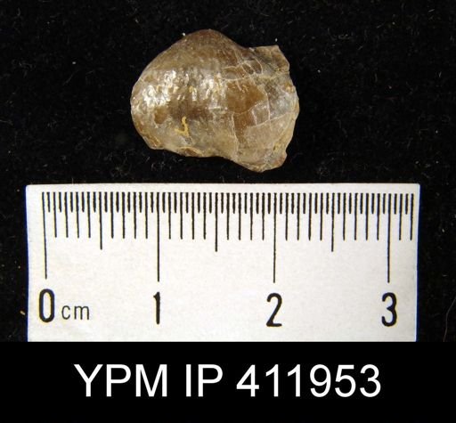 Marginifera sp.
