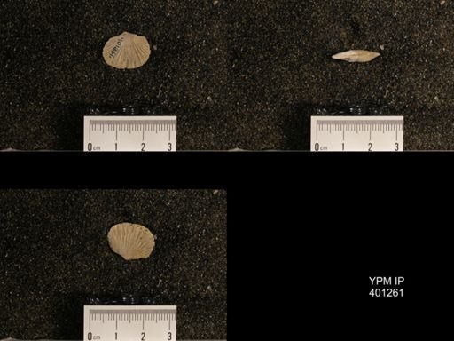 Orthis (Plectorthis) dichotoma