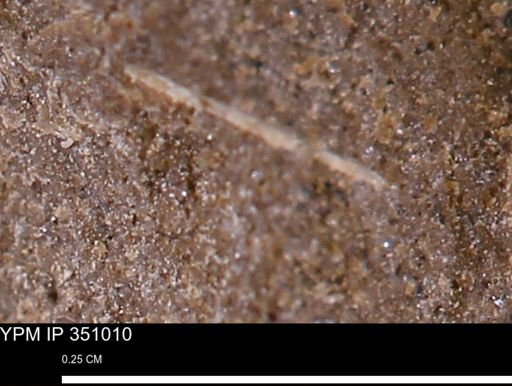 undet. Mollusca