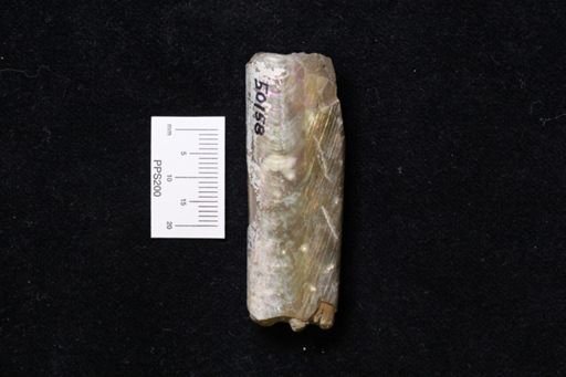 Baculites sp.