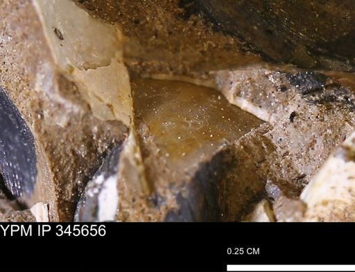 undet. Mollusca