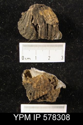 Productus occidentalis