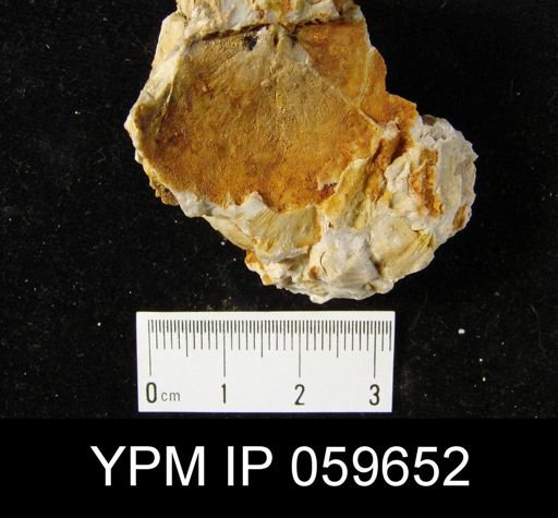 Chonostrophia complanata