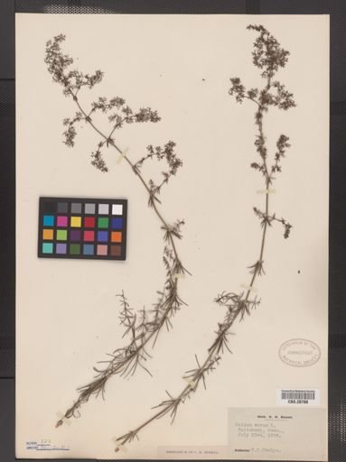 Galium verum