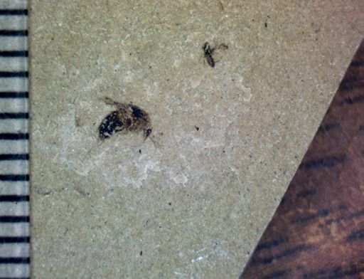 undet. Pterygota
