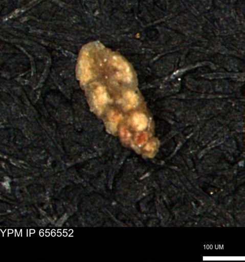 Verneuilina canadensis