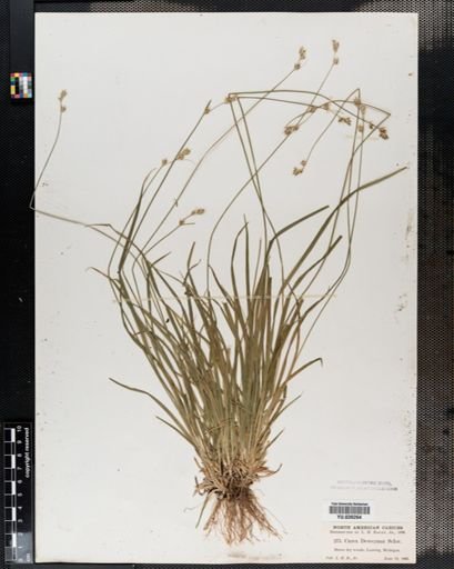Carex deweyana