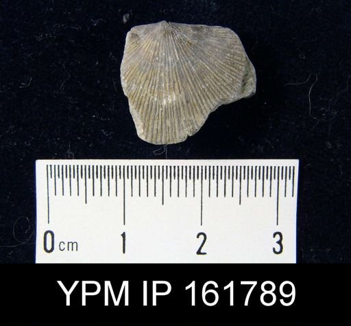 Schuchertella subplana