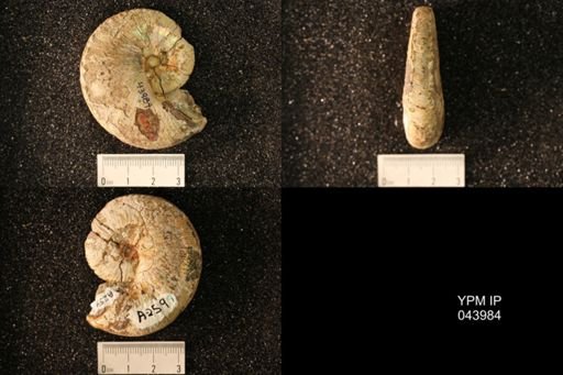 Hoploscaphites nicolletii