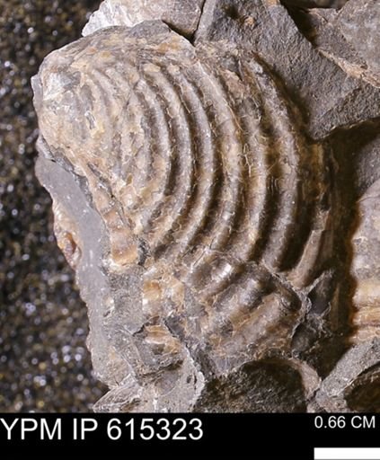 Inoceramus sp.