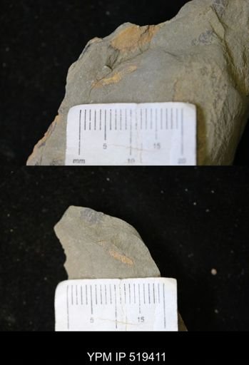 undet. Annelida