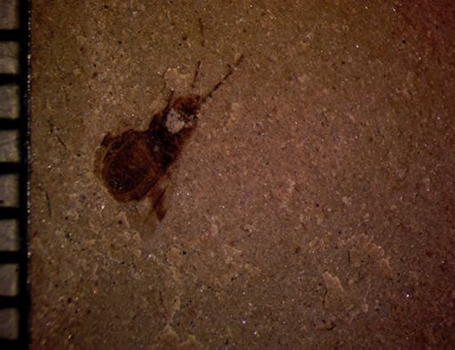 undet. Hemiptera