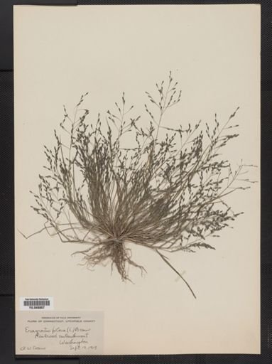 Eragrostis pilosa