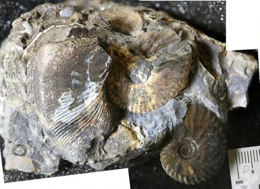 undet. Scaphitidae