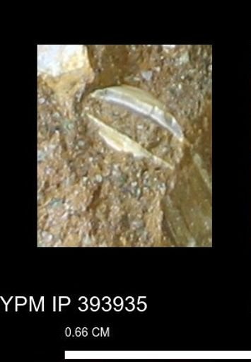undet. Bivalvia