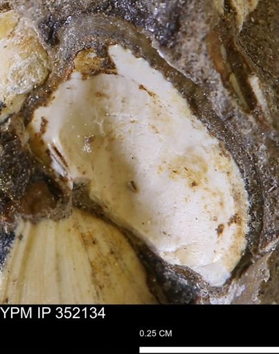 Parallelodon (Cosmetodon) sp.