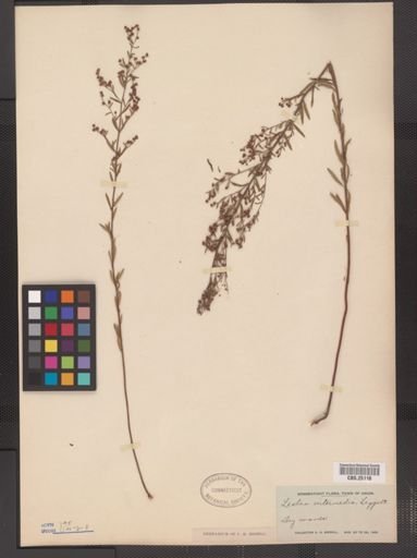 Lechea intermedia