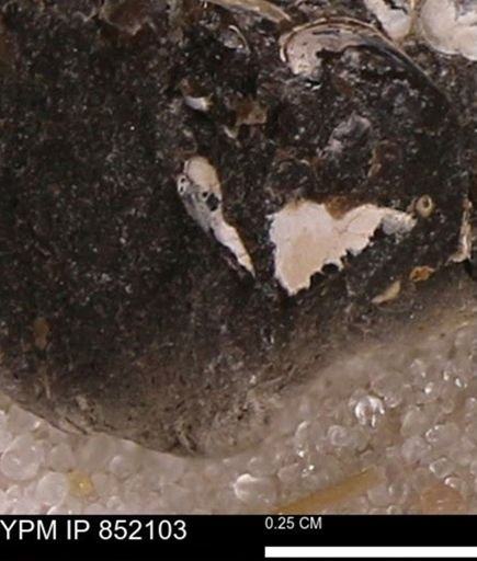 undet. Bivalvia