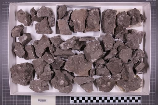 mixed taxa, stratigraphic collection