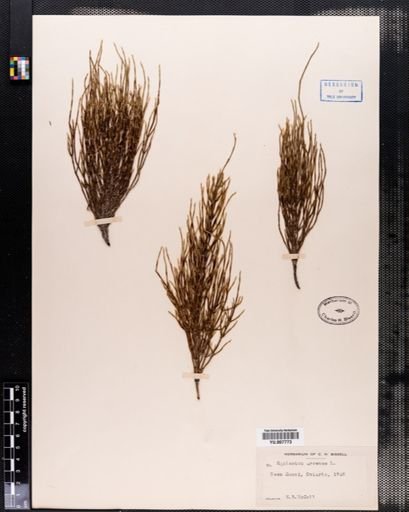 Equisetum arvense