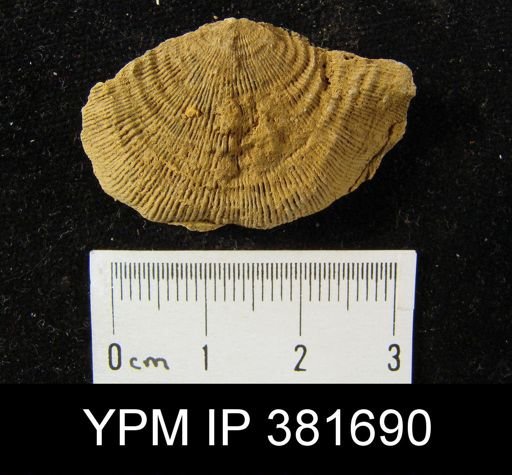 Leptaena rhomboidalis