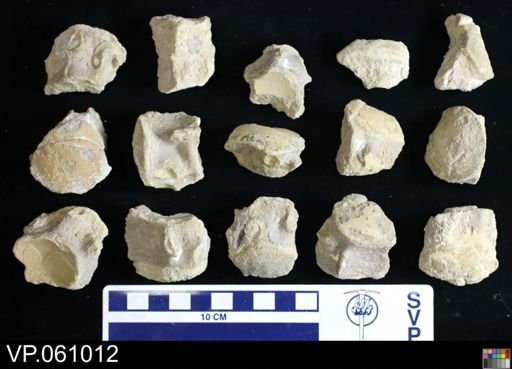 undet. Mosasauridae