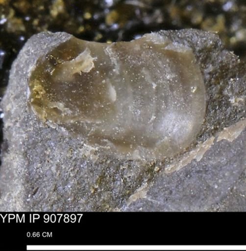 undet. Bivalvia