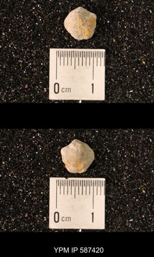 Camarotoechia whitei