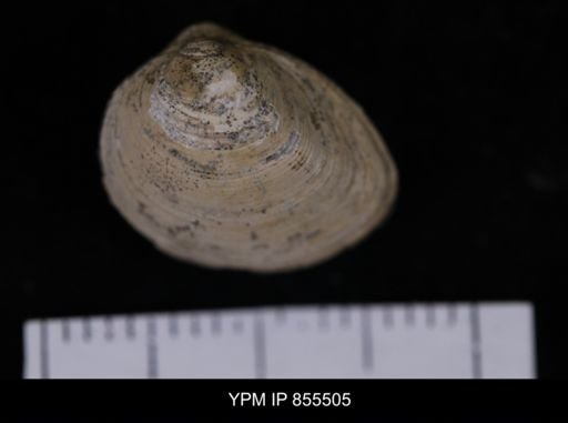 Limopsis striatopunctatus
