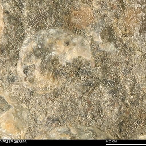 Scaphites sp.
