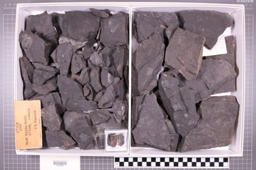 mixed taxa, stratigraphic collection