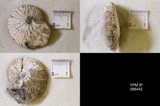 undet. Scaphitidae