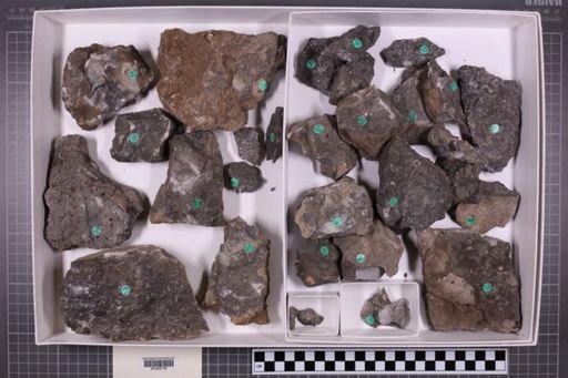 mixed taxa, stratigraphic collection