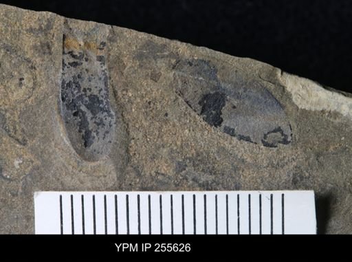 Eurypterida