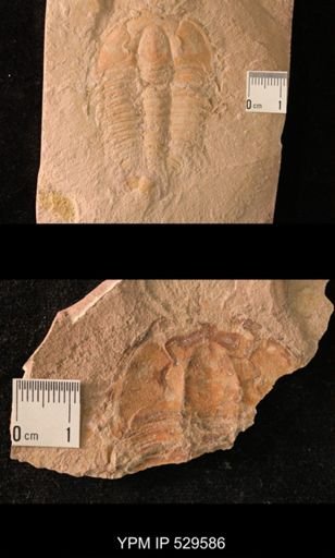 Trilobita