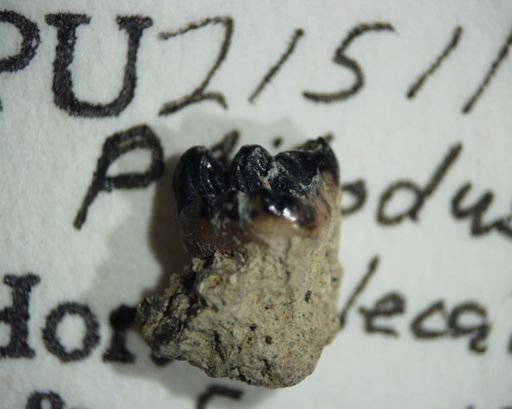 Ptilodus nellieae