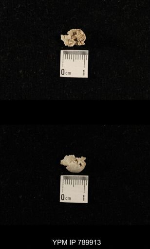 undet. Brachiopoda