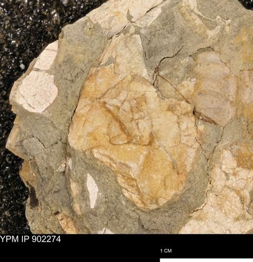 undet. Mollusca