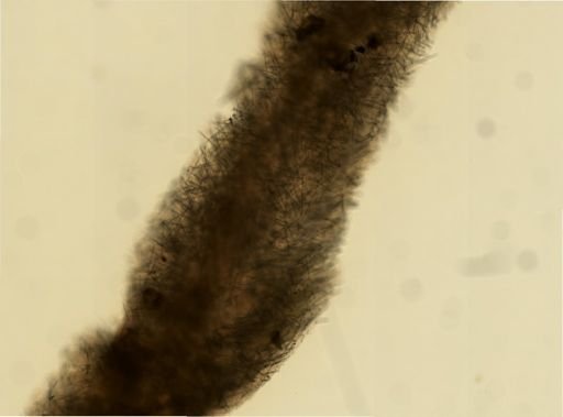 Cliona sp.