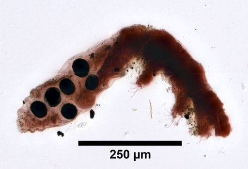 Dactylobiotus
