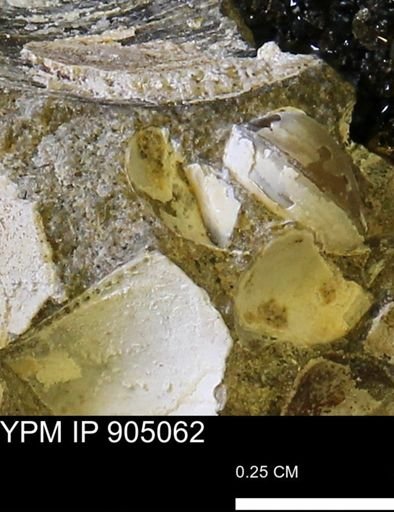 undet. Bivalvia
