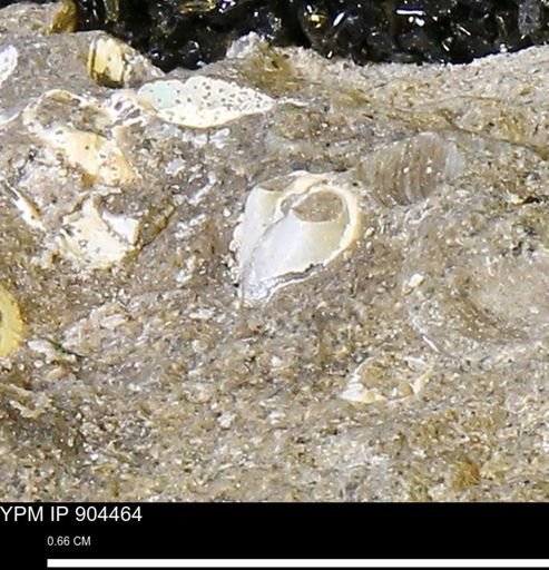 Corbulamella?