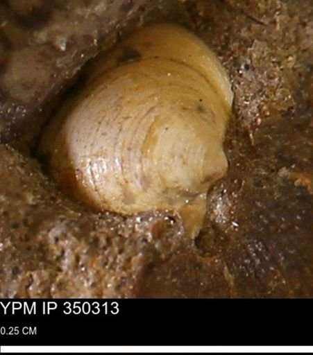 Limopsis striatopunctatus