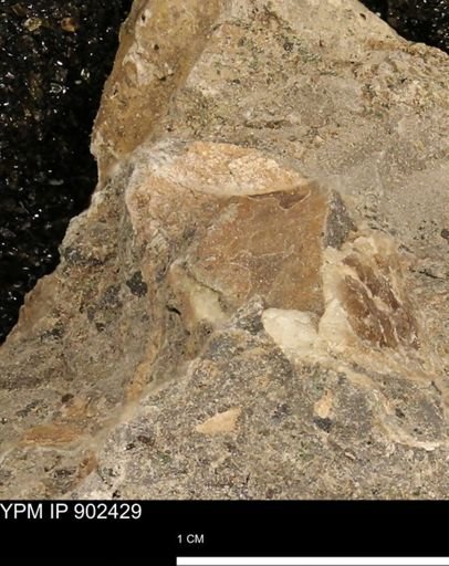 undet. Mollusca
