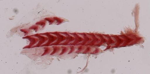 Flabellina gracilis