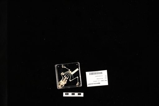 Agalychnis moreletii